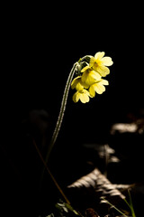 blühende Schlüsselblume im Gegenlicht