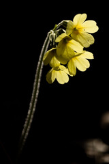 Schlüsselblume im Gegenlicht