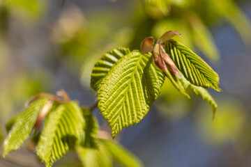 frische Buchenblätter im Frühling