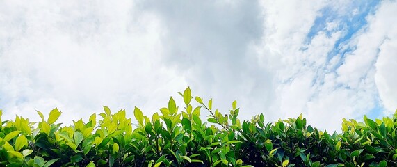Vibrant green leaves against a backdrop of a cloudy blue sky foliage nature