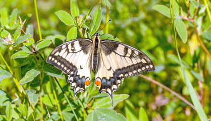 butterfly on flower