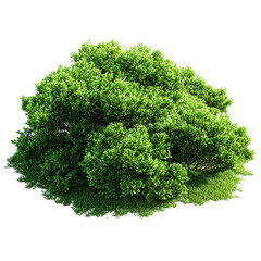 Obraz premium Lush Green Bush Garden Shrubbery Nature Landscape, isolated on transparent background, perfect cutout, PNG