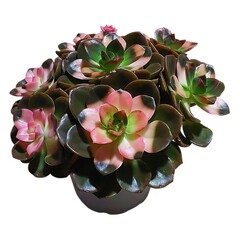 Succulent plant with pink green and dark variegated leaves in a pot echeveria
