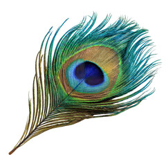 Vibrant Peacock Feather Detailed Closeup Exotic Bird Plumage, isolated on transparent background, perfect cutout, PNG