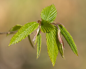 Frisches Buchenlaub im Frühling