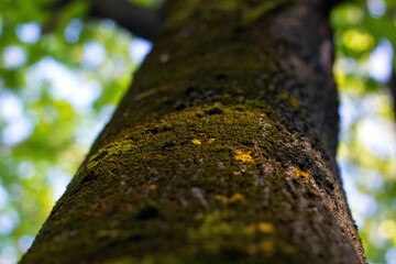 Low-angle view of towering ancient tree trunk covered in green moss against bright sky. Dramatic...