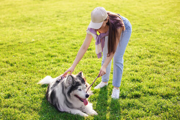 Woman giving stick to her cute Alaskan malamute dog on green grass outdoors in morning