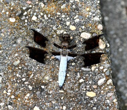 Blue dragonfly on stone - Powered by Adobe