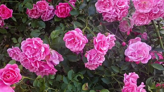 Pink rose bush. Beautiful flowers. A blooming garden.