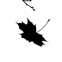 Autumnal Silhouette of a Falling Maple Leaf with Branch Details