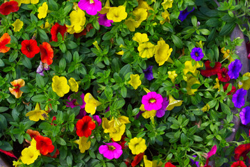 Colorful petunia flowers blooming in a big flower pot.