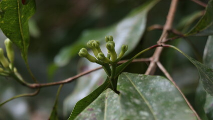 Clove blossoms turning into fruit during their peak season in July.