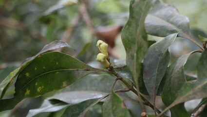 Clove blossoms turning into fruit during their peak season in July.