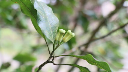 Clove blossoms turning into fruit during their peak season in July.