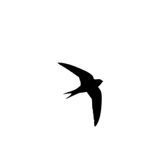 Elegant Silhouette of a Swift Bird in Mid Flight Against a Clean White Background