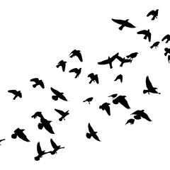 A Flock of Birds Soars Across the Bright Sky in a Beautiful Aerial Display