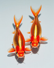 Pair of Goldfish Isolated on White Background