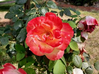 Una rosa dai petali colorati con sfumature di rosso e giallo