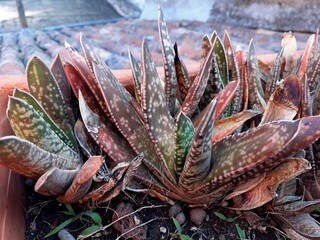 Piccola pianta grassa in primo piano
