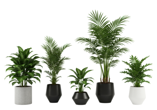 Five diverse green indoor plants, including a bushy Ficus and various palm trees in modern concrete, black, and white pots, meticulously arranged on a bright white studio background, shadowless, with