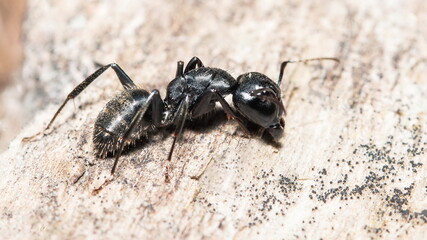 ant on the ground