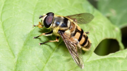bee on a flower
