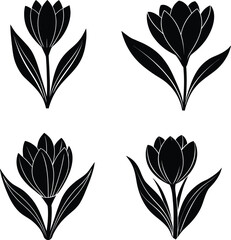 Crocus flower with leaf silhouette.