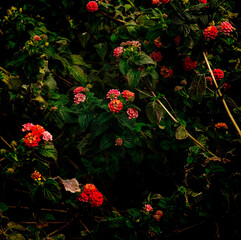 red flowers in the garden