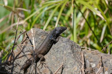 Close-up of Tenerife lizard rests and warm up in the sun on textured rock on green grass background. Gallotia galloti reptile has dark scales with blue markings. blurred green grass backdrop