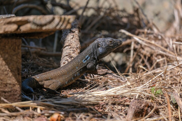 Close up Tenerife lizard siting on dry grass and rock in outdoor setting. Beautiful lizard is resting on the rock in sunny day. Gallotia galloti reptile has dark scales with blue markings	