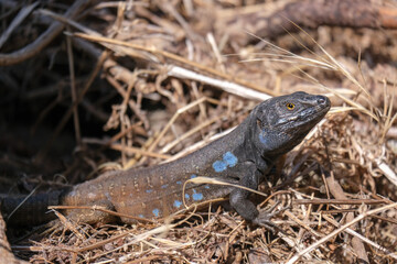 Close-up of Tenerife lizard is resting in dry grass in natural outdoor setting. Gallotia galloti reptile has dark scales with blue markings and is surrounded by a soft, blurred green background.	