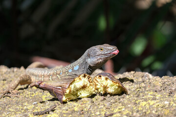 Close up of Tenerife lizard, Gallotia galloti reptile feeding on ripe fig on stone. Rare moment of herbivorous behavior captured in nature. Wildlife, ecology, education, tropical environment themes.	