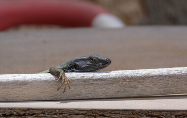 Funny Tenerife lizard resting on a textured rock in natural outdoor setting. Gallotia galloti reptile has dark scales with blue markings and is surrounded by a soft, blurred background