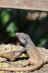 Close up of Tenerife lizard, Gallotia galloti reptile feeding on ripe fig on stone. Rare moment of herbivorous behavior captured in nature. Wildlife, education, tropical environment themes.	