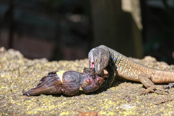 Tenerife lizard, Gallotia galloti reptile feeding on ripe fig on stone. Rare moment of herbivorous behavior captured in nature. Great for wildlife, ecology, education, tropical environment themes.