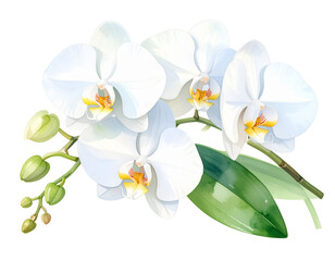 Fototapeta premium Watercolor White Orchid Twig with Soft Green Leaves – PNG Isolated