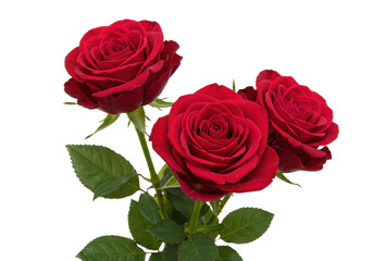 Three individual deep red roses with velvety petals and green foliage, perfectly isolated on a clean white background with ample copy space, sharp focus, studio lighting, no shadows, concept of love