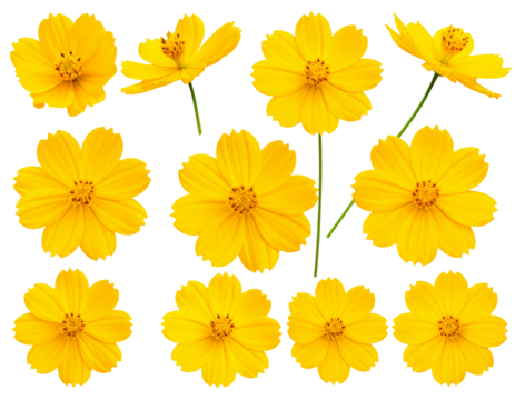  Yellow Cosmos Flower Bloom Stages – From Bud to Full Bloom, Isolated PNG Set