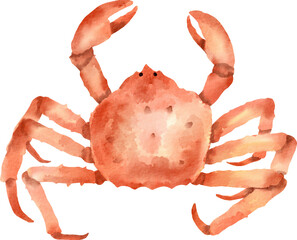 watercolor king crab © Je
