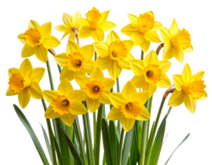 Yellow Daffodil Bunch with Long Stems, Natural Arrangement – Isolated on White Background PNG