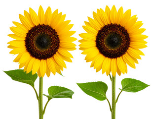 Obraz premium Young Sunflower Bud and Mature Inflorescence Set – Transparent PNG Botanical Study