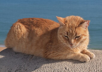 Red cat resting on a low wall by the sea
