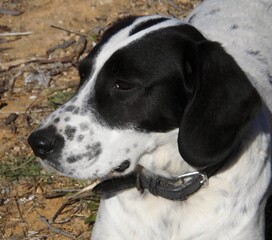 Portrait of a cute black and white spotted dog wearing a collar