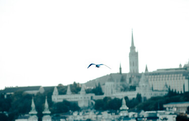 Naklejka premium bird over river Danube