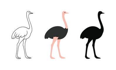 Stylized ostrich trio: outline, color, silhouette illustrations on white background