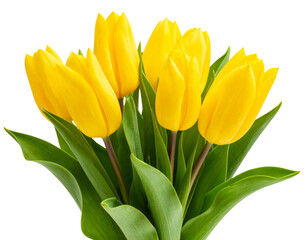 Fototapeta premium Bunch of Fresh Yellow Tulips with Long Stems, Isolated on Transparent Background PNG