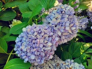 Fiori di ortensia.