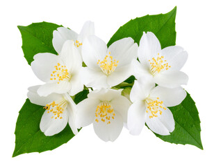 Obraz premium Cluster of Jasmine Blossoms on Green Stem with Dew – Transparent Background PNG