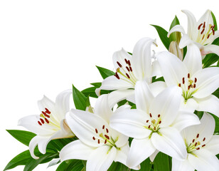 Fototapeta premium Clustered White Lily Corner Decoration with Light Shadows – Transparent PNG Background