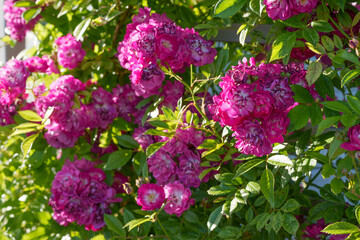 Pink and White Rose Close-up